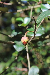 Ternstroemia lineata