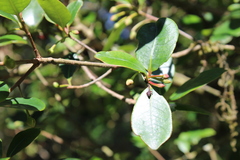 Ternstroemia lineata