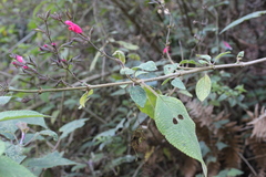 Salvia karwinskii