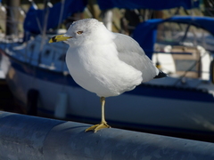 Larus delawarensis