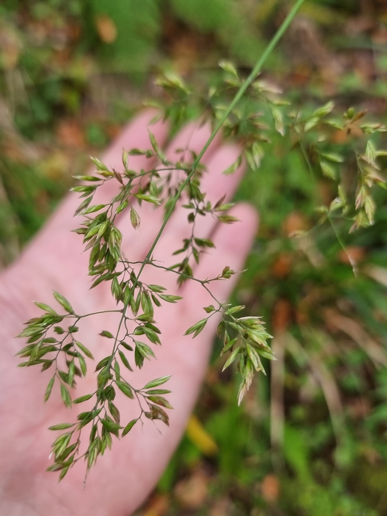 Festuca donax