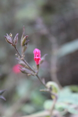 Salvia karwinskii