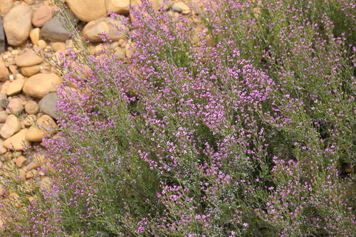 Erica umbellata