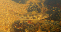 Rhinogobius similis