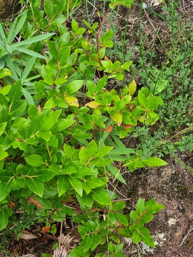 Image of Vaccinium padifolium by (c) Vítor Jorge, some rights reserved (CC BY)