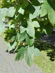 Acer pseudoplatanus