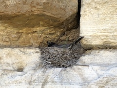Turdus migratorius