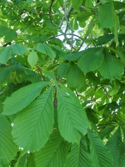 Aesculus hippocastanum
