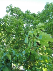 Aesculus hippocastanum