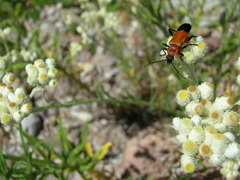 Chauliognathus profundus