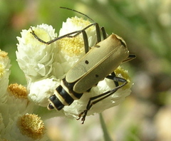 Chauliognathus misellus
