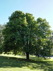 Aesculus hippocastanum