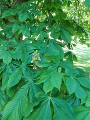 Aesculus hippocastanum