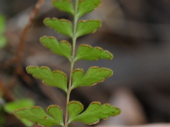 Lindsaea trichomanoides