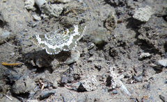 Rheumaptera hastata