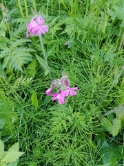 Silene dioica