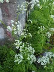 Anthriscus sylvestris