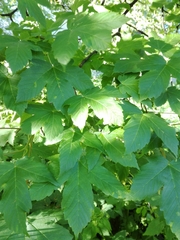 Acer pseudoplatanus