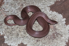 Virginia valeriae elegans