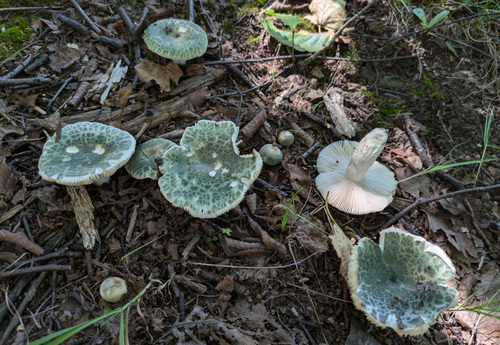 Russula virescens