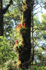 Tillandsia imperialis