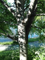 Acer pseudoplatanus