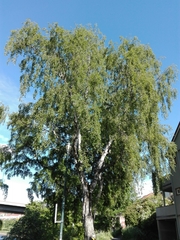 Betula pendula