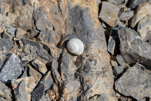 Magdalena Mountainsnail