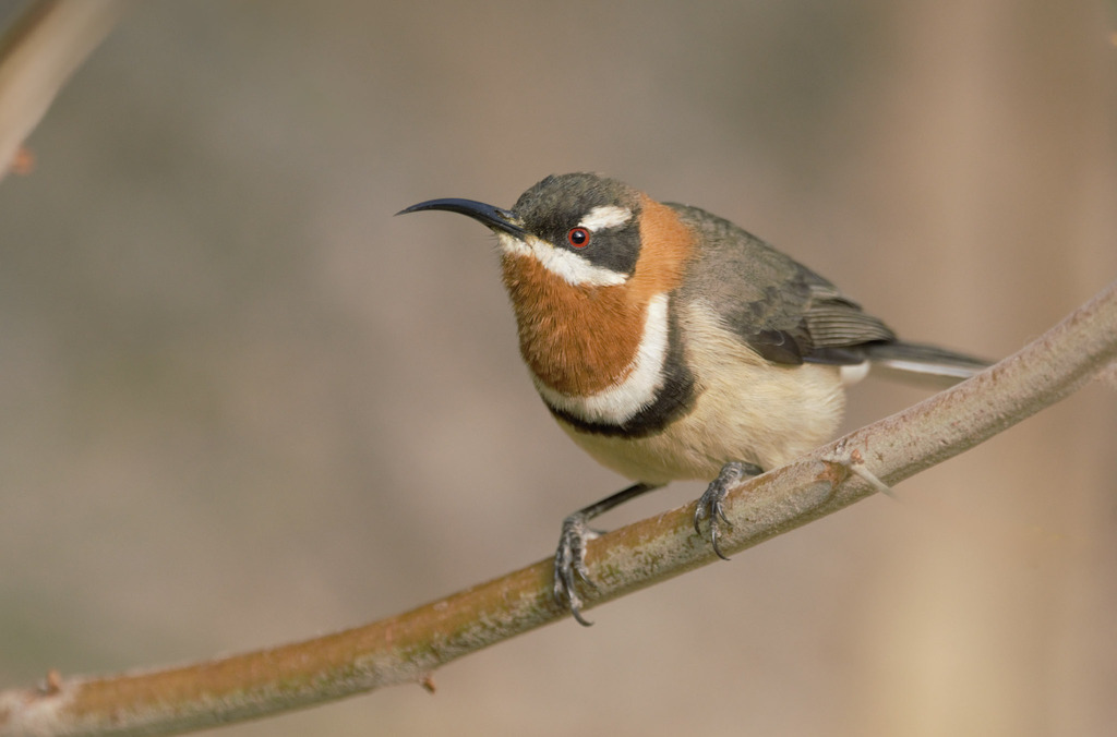 Western Spinebill (Acanthorhynchus superciliosus) photo