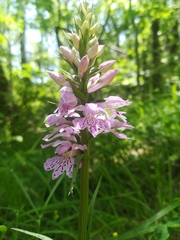 Dactylorhiza saccifera