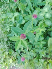 Trifolium pratense
