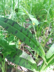 Dactylorhiza saccifera