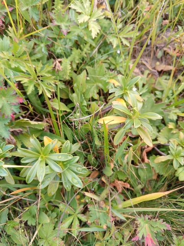 Daphne glomerata, photograph 1