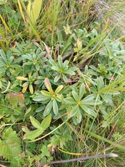 Daphne glomerata, photograph Maria Kohanovskaya, CC BY, iNaturalist via GBIF