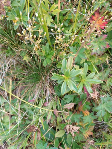 Daphne glomerata, photograph 3