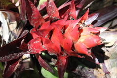 Tillandsia imperialis
