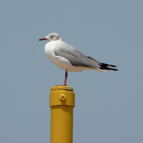 Gray-hooded Gull｜灰头鸥 参考照片