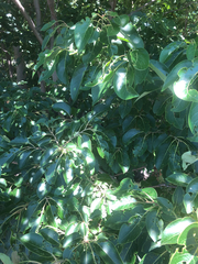 Magnoliopsida