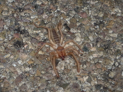 Eremobatidae