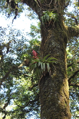 Tillandsia imperialis