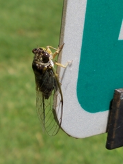 Diceroprocta vitripennis