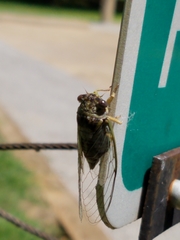 Diceroprocta vitripennis