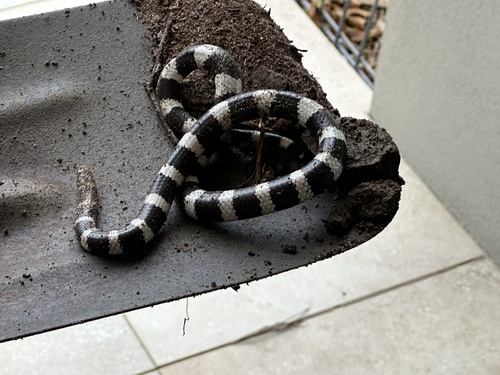 Eastern Bandy Bandy sighting