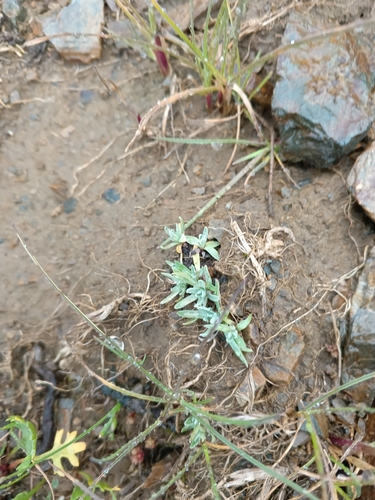 Image of Omalotheca supina by (c) Maria Kohanovskaya, some rights reserved (CC BY)