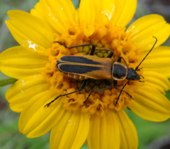 Chauliognathus opacus
