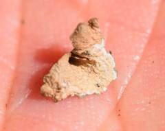 Melanohalea subolivacea