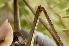Acanthoplus longipes