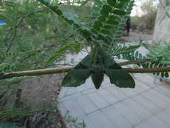 Proserpinus terlooii