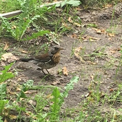 Turdus pilaris