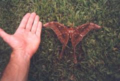 Coscinocera hercules